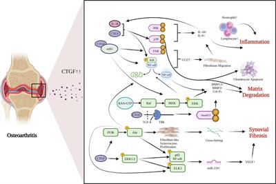 CTGF as a multifunctional molecule for cartilage and a potential drug for osteoarthritis